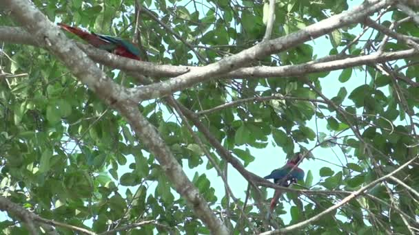 Pantanal Ağaç Üzerinde Scarlet Macaws Ara Macao — Stok video