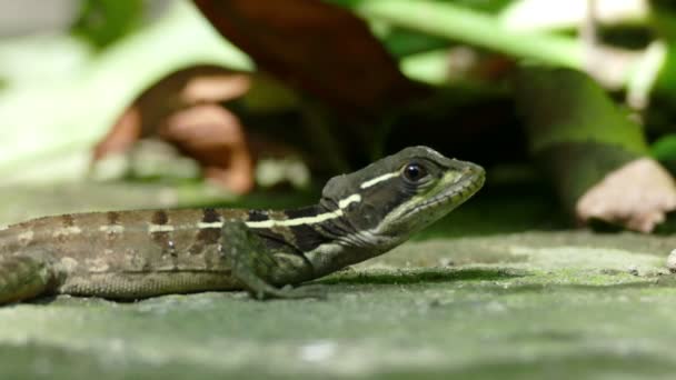 Lagarto e passando por formiga — Vídeo de Stock