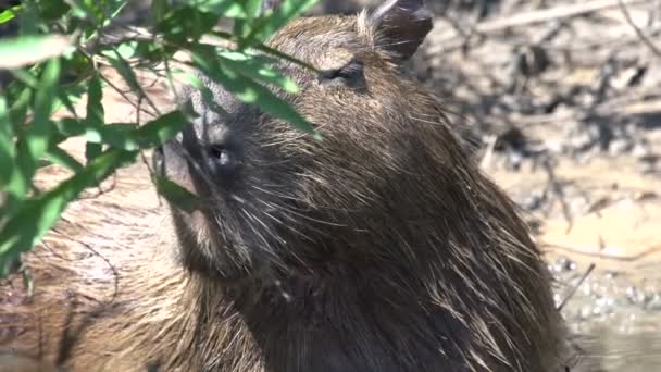 Pantanale Capibara Hydrochoerus Hydrochaeris — Video Stock
