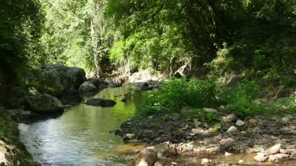 Водоспад в джунглях Selva Negra — стокове відео