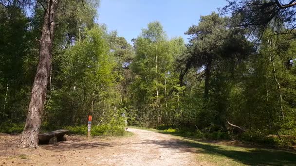 Parque Nacional em Nijverdal — Vídeo de Stock