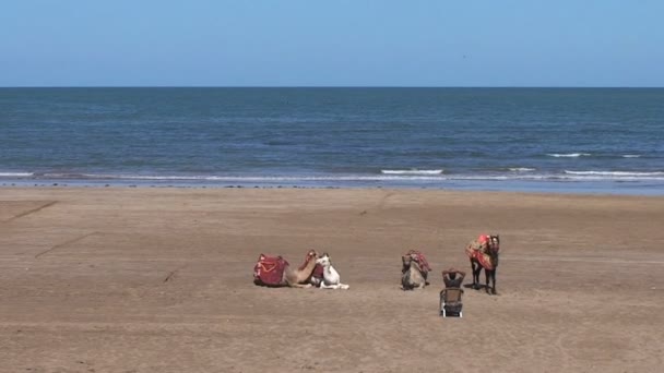Camels with owners on beach — Stock Video