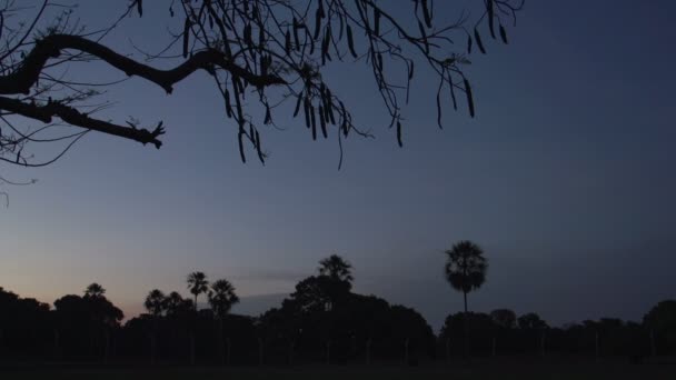 Пантанал Захід Сонця Птахи Ара Ара Chloropterus — стокове відео