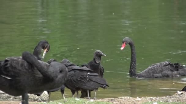 Sao paulo Ibirapuera Parkı — Stok video