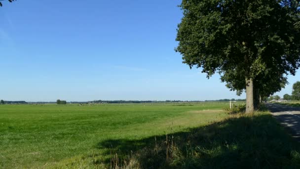 Голландский пейзаж с коровами — стоковое видео