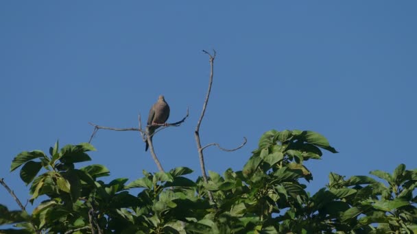 푸른 하늘에서 나무에 비둘기 — 비디오