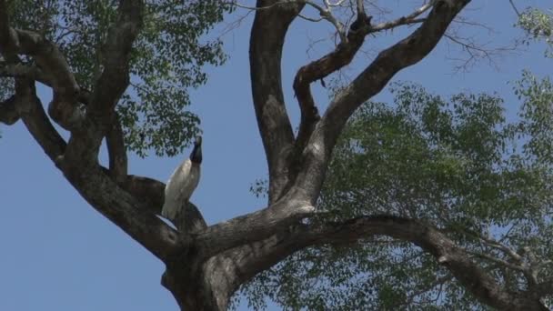 Pantanal, lodičky na řece — Stock video