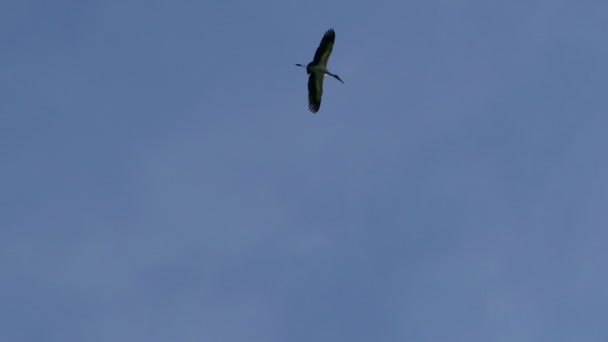 Egret flying in sky — Stock Video