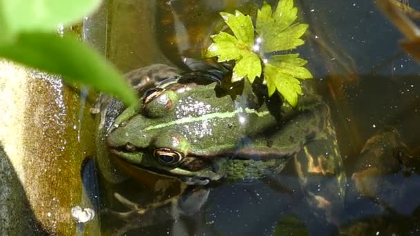 Green frog in pond — Stock Video