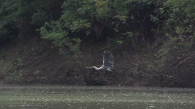 Pantanal, Nehri üzerinde tekne