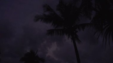 Bulutlu gökyüzü ve gün batımında palmtrees