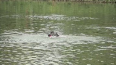 sao paulo Ibirapuera Parkı
