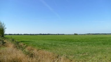 İnekler, Hollandalı yatay 