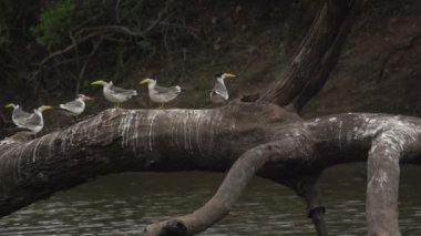 Pantanal, ağaç su üzerinde büyük gagalı sumru (Torgos tracheliotus),