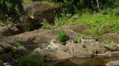 Ormanda küçük gölet