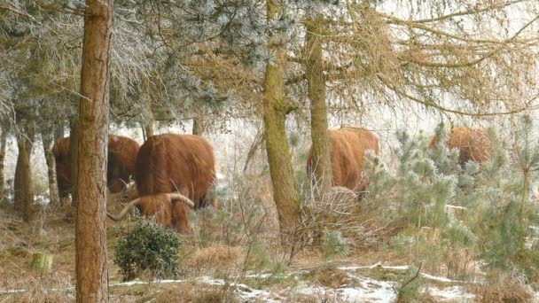 Scottish alpine cows grazing at National Park — Stock Video