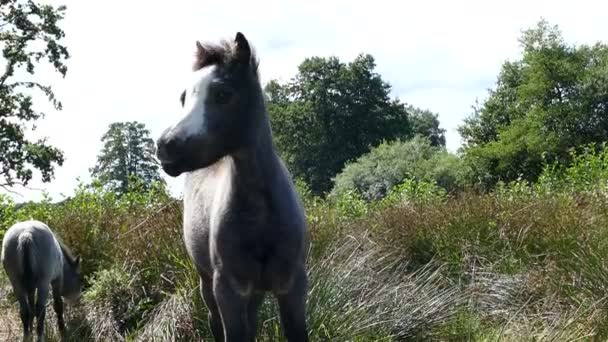 Маленькие лошади едят траву — стоковое видео