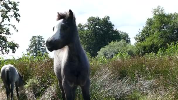 bébés chevaux mangeant de l'herbe   
