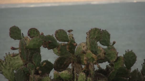 Pueblo de Santa Marta — Vídeo de stock