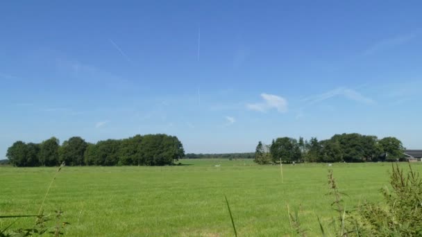 Holland tájat tehenekkel — Stock videók