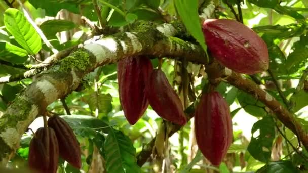 Фрукты на кофейной плантации — стоковое видео