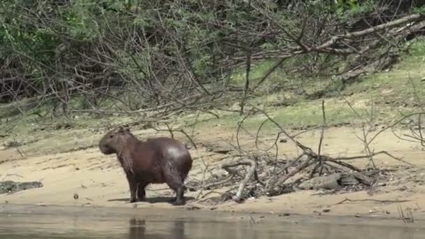 Pantanale Capibara Hydrochoerus Hydrochaeris — Video Stock