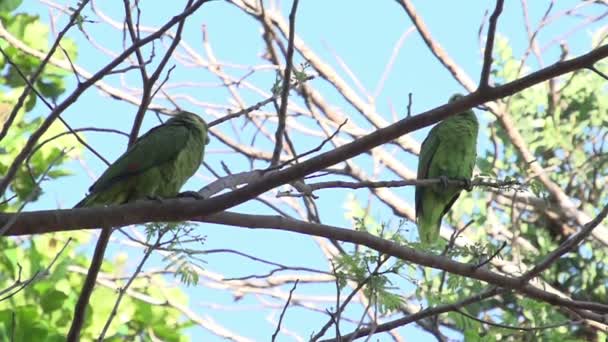 Pantanal Geel Collared Macaws Primolius Auricollis Boom Blauwe Lucht — Stockvideo