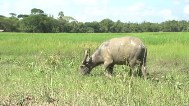 Buffalo en pastizales húmedos — Vídeo de stock