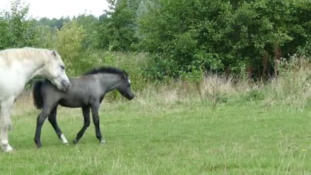 Dos caballos caminando sobre el césped — Vídeo de stock