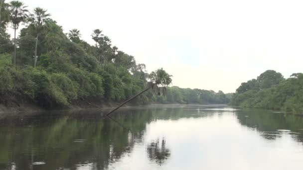 Pantanale, canottaggio sul fiume — Video Stock