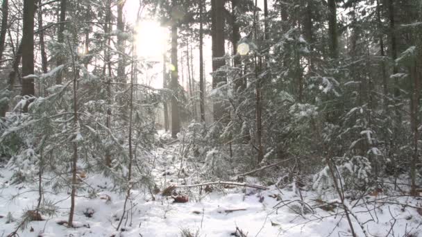 네덜란드의 겨울 풍경 — 비디오