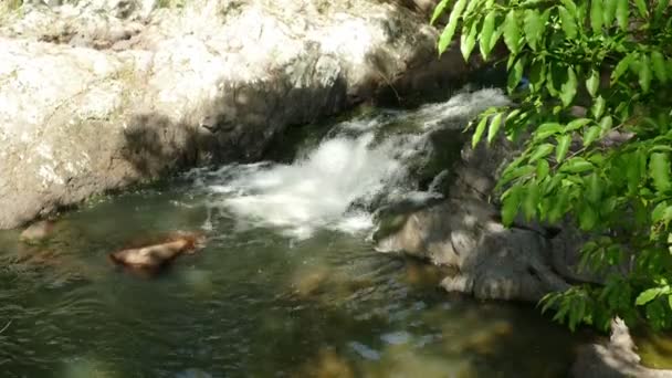 Cascade dans la jungle de Selva Negra — Video