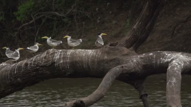 Пантанал Великий Виставлений Рахунок Крячок Torgos Tracheliotus Дерево Воді — стокове відео