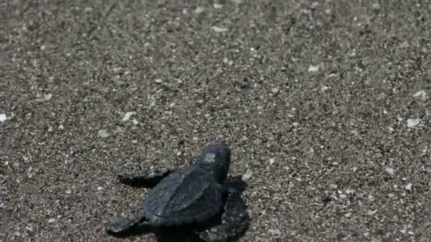 Baby turtle reaching sea — Stock Video