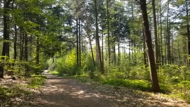 Parque Nacional em Nijverdal — Vídeo de Stock