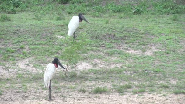 Pantanal Jabiru Jabiru Mycteria Landskap — Stockvideo