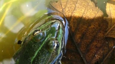 gölet yeşil kurbağa  