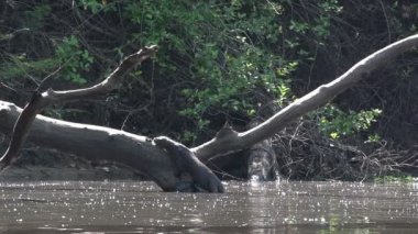 Pantanal, dev su samuru (Pteronura brasiliensis) 