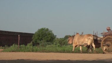 Adam ile geçerek Oxcar