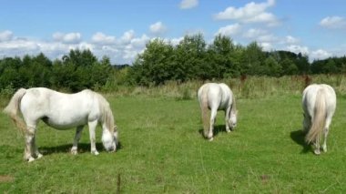 çim çim yeme atlar   