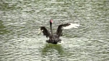 sao paulo Ibirapuera Parkı