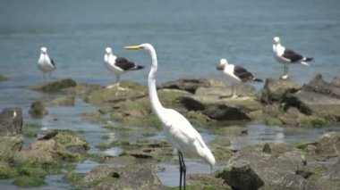 Laguna, Göl Manzaralı