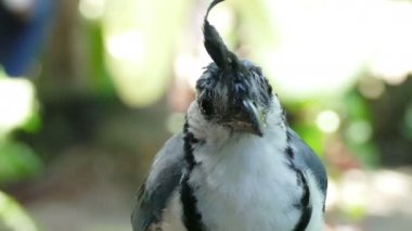 Beyaz boğazlı Magpie Jay