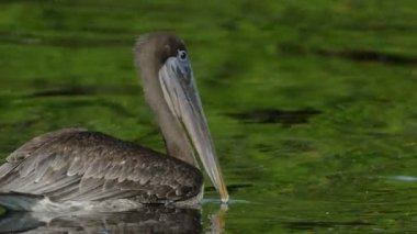 Juan Venado Adası doğa rezerv