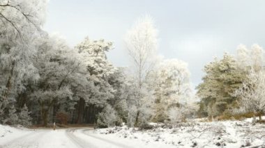 Kış manzara içinde donmuş ağaçlar  