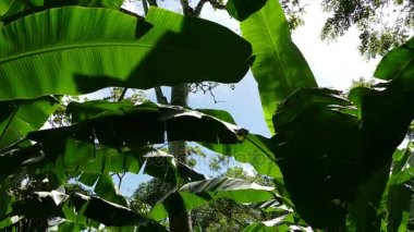 Muz ağaçları ile kahve saç ekimi