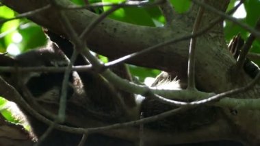 Rakun reelaxing ağaç üzerinde