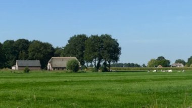 İnekler, Hollandalı yatay 