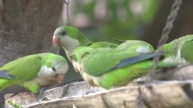 Ağaç üzerinde iki papağan 