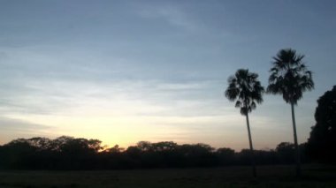Pantanal, gündoğumu, manzara görüntüleri